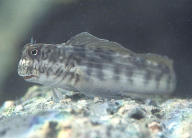 Istiblennius lineatus